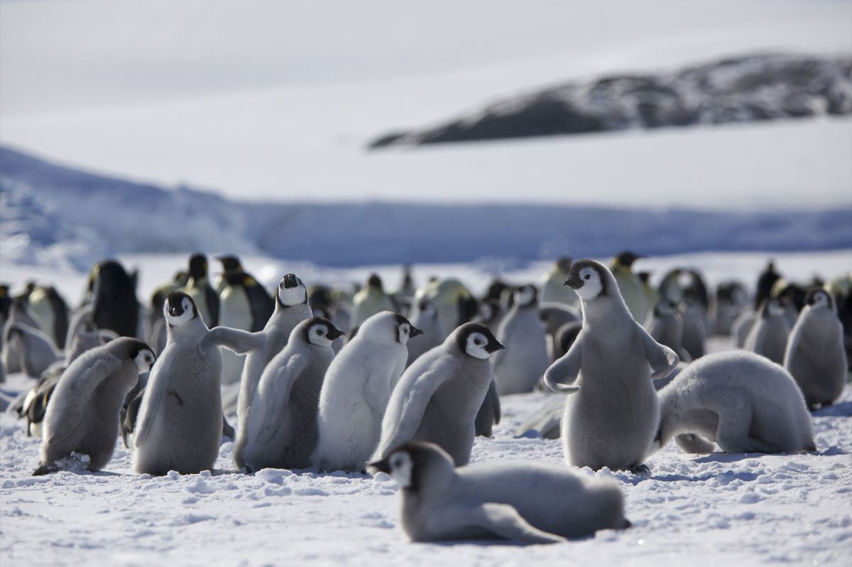 Behavioral Ecology
